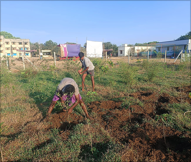 Tree Plantation Trust in Kanchipuram