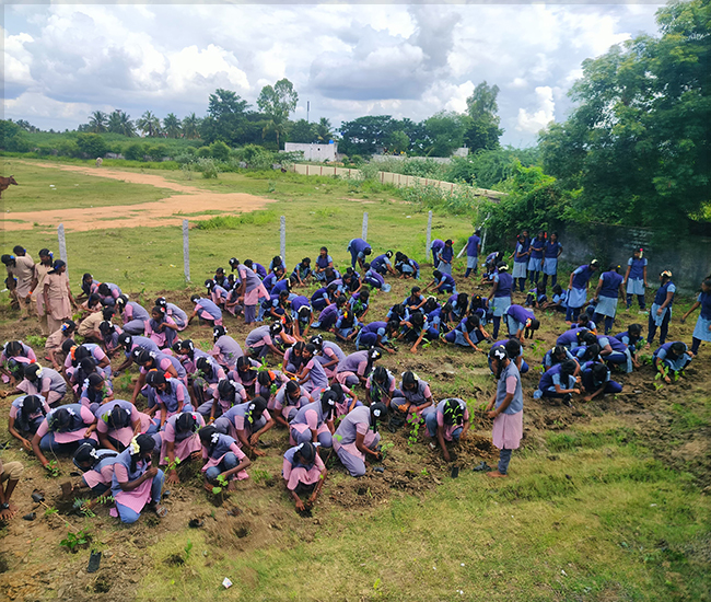 Tree Plantation Trust in Kanchipuram