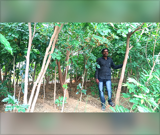 Tree Plantation Trust in Kanchipuram