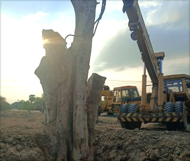 Tree Plantation Trust in Kanchipuram