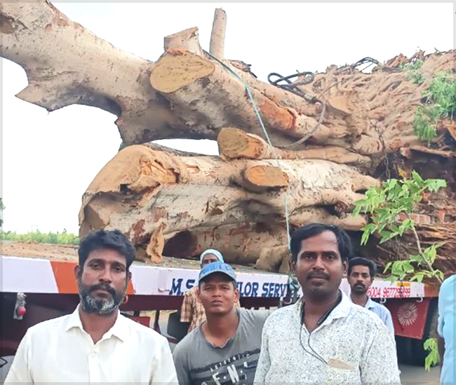 Tree Plantation Trust in Kanchipuram