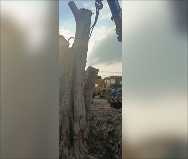 Tree Plantation Trust in Kanchipuram