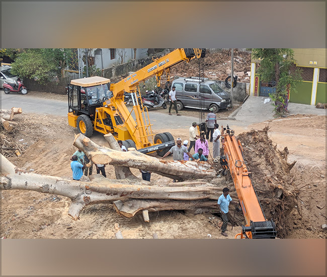 Tree Plantation Trust in Kanchipuram
