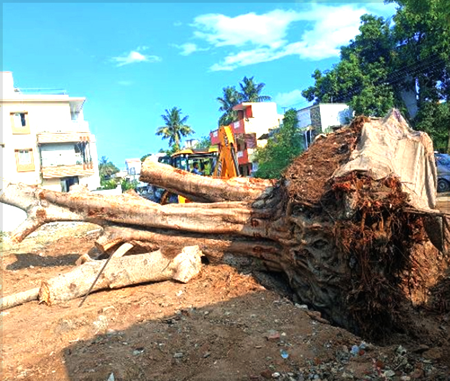 Tree Plantation Trust in Kanchipuram