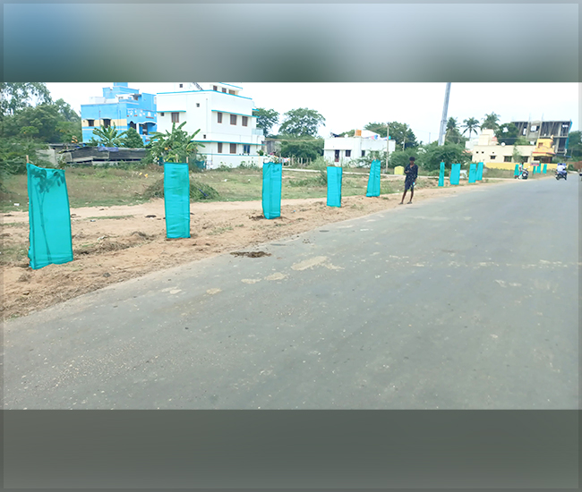 Tree Plantation Trust in Kanchipuram