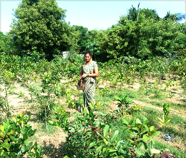 Tree Plantation Trust in Kanchipuram