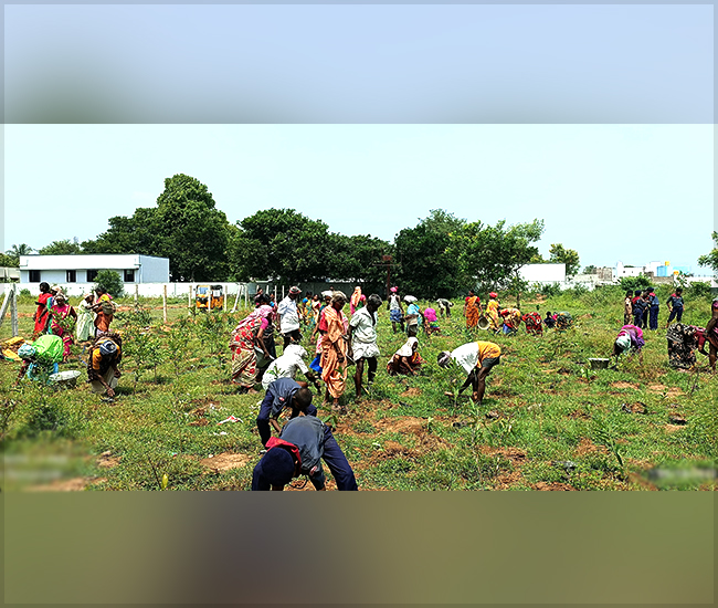 Tree Plantation Trust in Kanchipuram