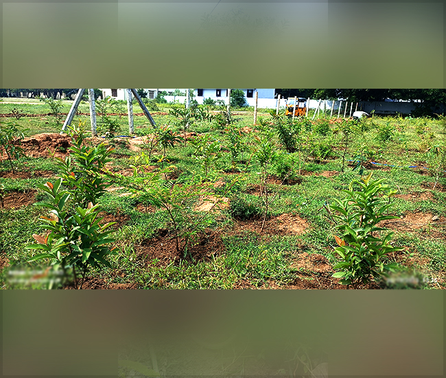 Tree Plantation Trust in Kanchipuram